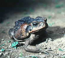 An adult cane toad with dark colouration, as found in El Salvador: The parotoid gland is prominently displayed on the side of the head.