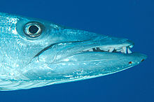 Photo of barracuda head in profile with jaw extended