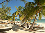 White sand beach lined with palm trees along a turquoise sea