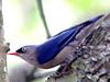 Velvet-fronted Nuthatch (Sitta frontalis)2-2008-11-07.jpg