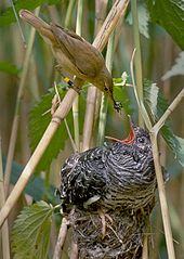  Small brown bird places an insect in the bill of much larger grey bird in nest