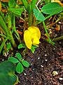 Arachis hypogaea 002.JPG