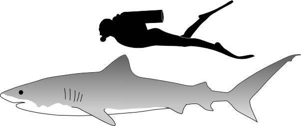 File:Tiger shark size.svg