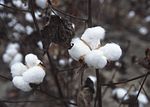 Cotton bolls ready for harvest