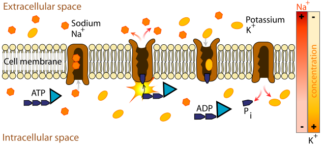 File:Scheme sodium-potassium pump-en.svg