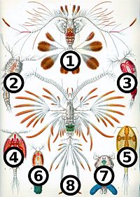 Haeckel Copepoda big spots.jpg