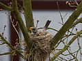 Fieldfare 4.jpg