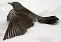 Turdus pilaris.jpg