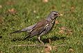 Fieldfare aka Turdus pilaris.jpg