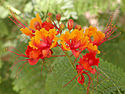 Caesalpinia pulcherrima.jpg