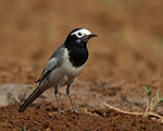 White wagtail - Male (Non-breeding- personata race) at Hodal- I IMG 9164.jpg