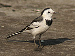 White Wagtail- (Non-breeding- leucopsis race) at Kolkata I1 IMG 5597.jpg