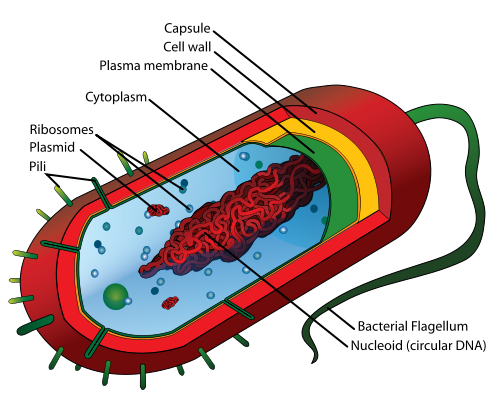 File:Average prokaryote cell- en.svg