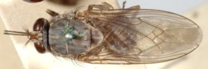 A photograph of the whole body of a tsetse illustrating the folded wings when at rest.