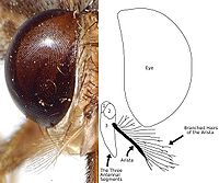 A photograph and diagram of the head of a tsetse illustrating the branched hairs of the antenna's arista.